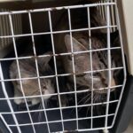 ASPA | Campanie de sterilizări si microcipări gratuite, pentru câinii și pisicile de rasă comună. FOTO: ASPA