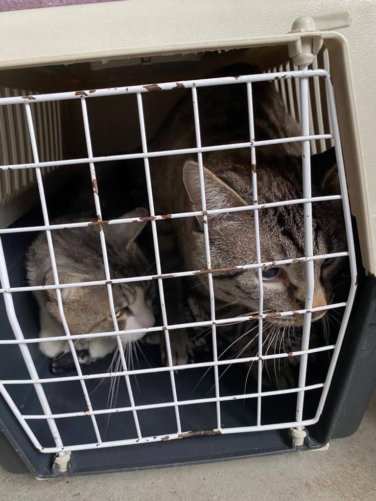 ASPA | Campanie de sterilizări si microcipări gratuite, pentru câinii și pisicile de rasă comună. FOTO: ASPA