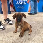 Târg de adopții căței pe 4 octombrie, de Ziua Internațională a Animalelor. Foto: FB/ ASPA Buc