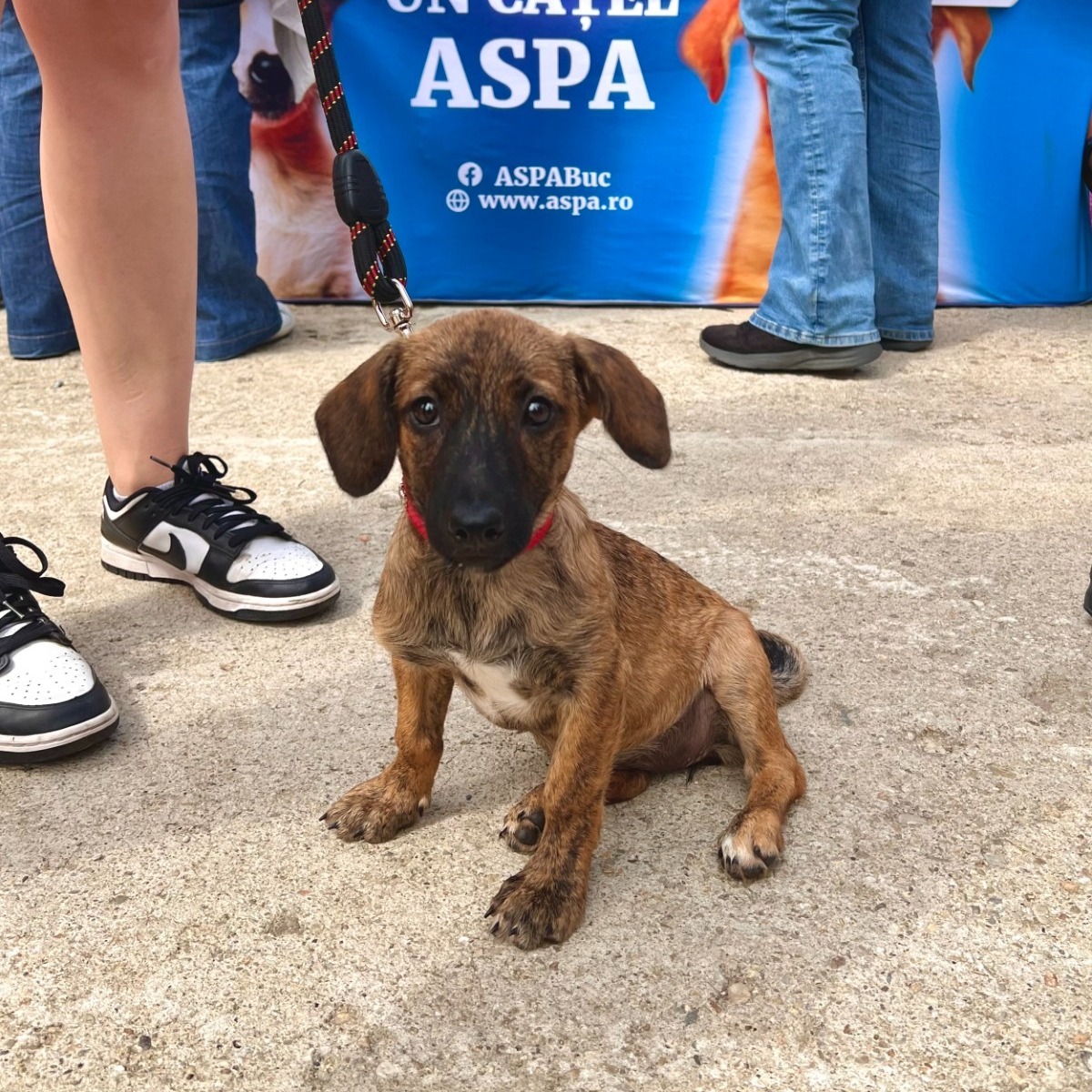 Târg de adopții căței pe 4 octombrie, de Ziua Internațională a Animalelor. Foto: FB/ ASPA Buc