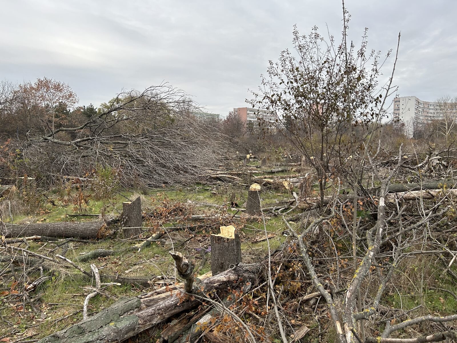 Noi amenzi pentru tăierile ilegale de arbori din Capitală. Foto: Arhivă via Cătălin Anghel-Dimache