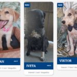 Târg de adopții căței, la o cafenea din București. Continuă campania de sterilizări gratuite. Foto: captură de ecran/ aspa.ro