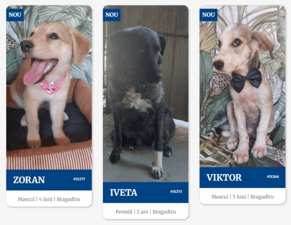 Târg de adopții căței, la o cafenea din București. Continuă campania de sterilizări gratuite. Foto: captură de ecran/ aspa.ro