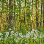 Protocolul de colaborare între Primăria Capitalei și Centura Verde, semnat astăzi: „Constituie o bază pentru atragerea de resurse, interne sau externe”. FOTO: Alex Găvan/ centuraverde.ro