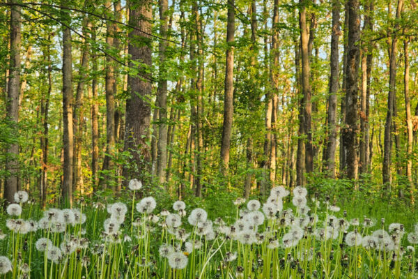 Protocolul de colaborare între Primăria Capitalei și Centura Verde, semnat astăzi: „Constituie o bază pentru atragerea de resurse, interne sau externe”. FOTO: Alex Găvan/ centuraverde.ro