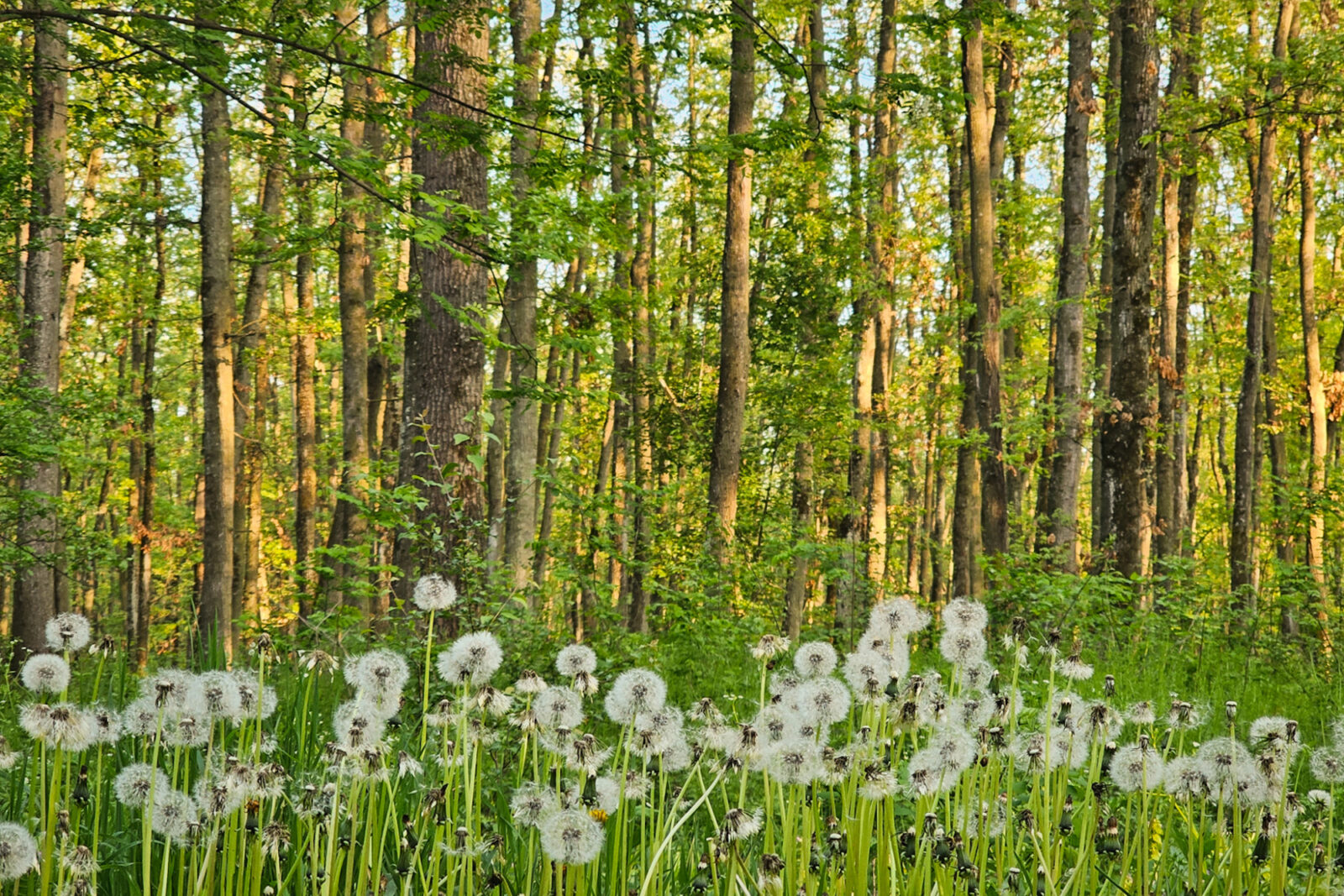 Protocolul de colaborare între Primăria Capitalei și Centura Verde, semnat astăzi: „Constituie o bază pentru atragerea de resurse, interne sau externe”. FOTO: Alex Găvan/ centuraverde.ro