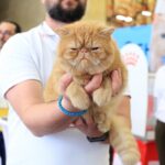 Campionatul Mondial de Frumusețe Felină 2025, în weekend, la Romexpo. FOTO: SofisticatClub/ Facebook