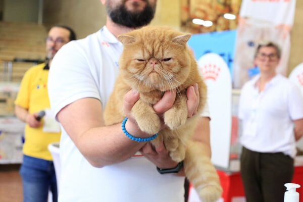 Campionatul Mondial de Frumusețe Felină 2025, în weekend, la Romexpo. FOTO: SofisticatClub/ Facebook