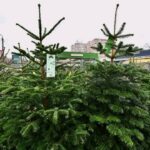 Sector 6 | Licitație pentru vânzarea brazilor de Crăciun. Actele necesare. FOTO: PS6