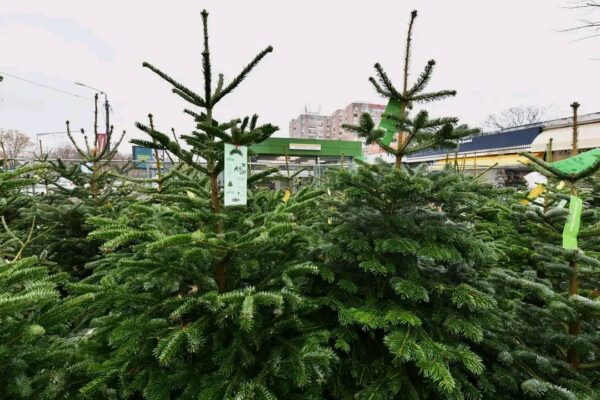 Sector 6 | Licitație pentru vânzarea brazilor de Crăciun. Actele necesare. FOTO: PS6
