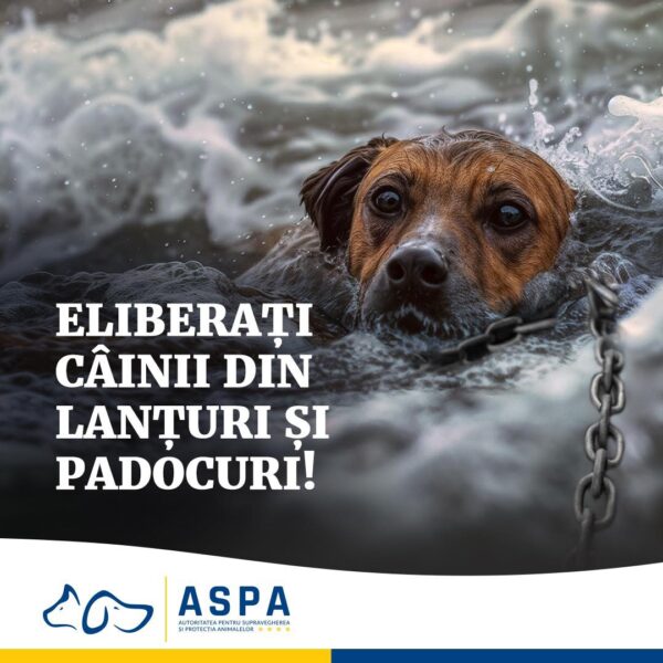 ASPA București: Animalele trebuie eliberate din lanțuri. Aceasta poate fi singura lor șansă de supraviețuire. Foto: FB/ ASPA București