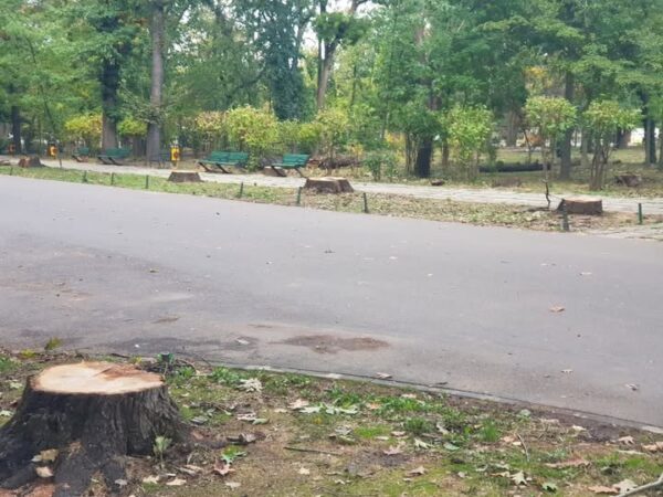 Stejarii de la intrarea în Herăstrău au fost tăiați