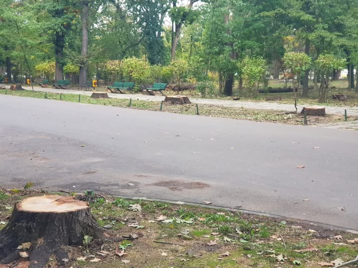 Stejarii de la intrarea în Herăstrău au fost tăiați