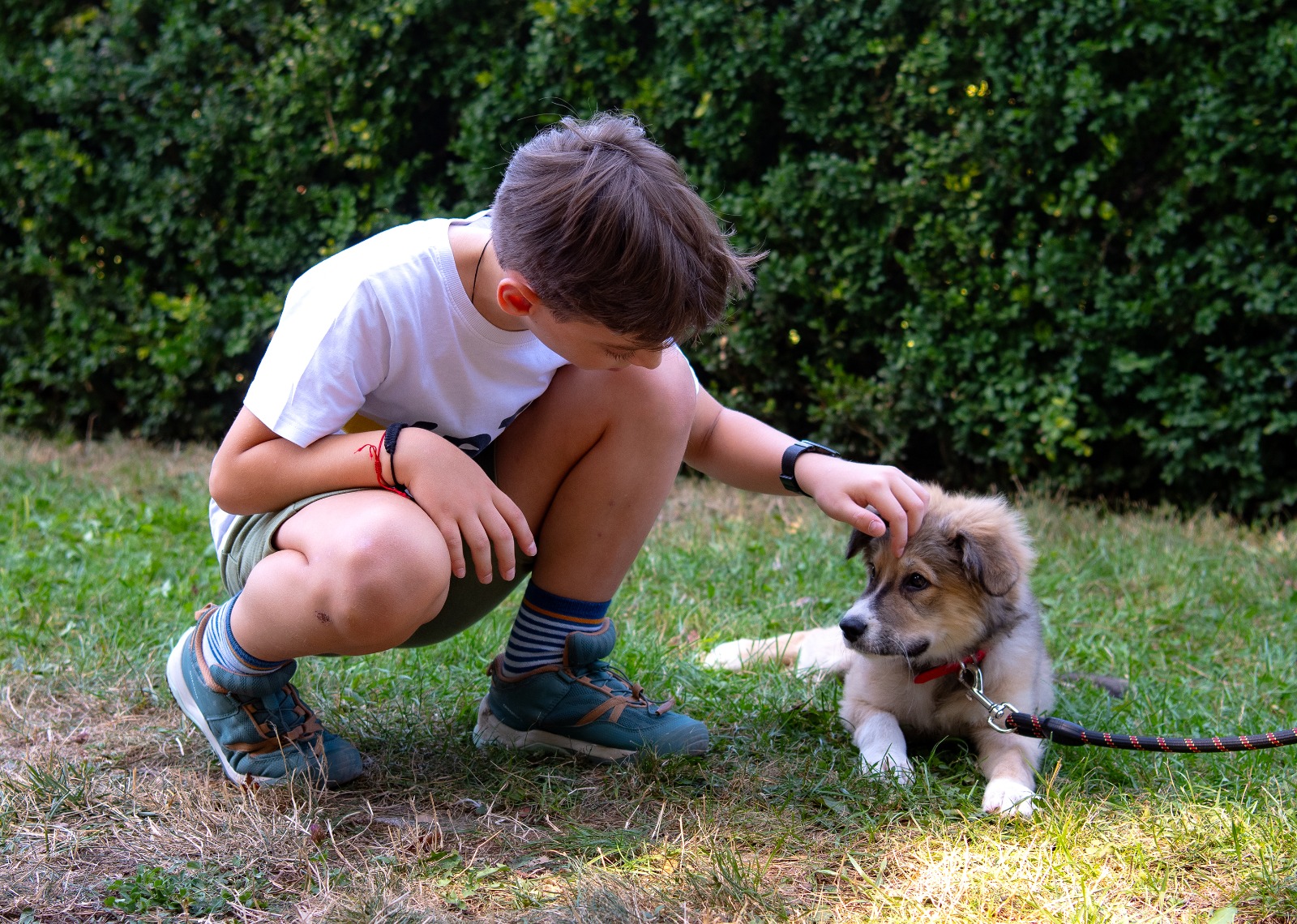 Când are loc ultimul târg de adopții în aer liber, din acest an. Foto: FB/ ASPA București