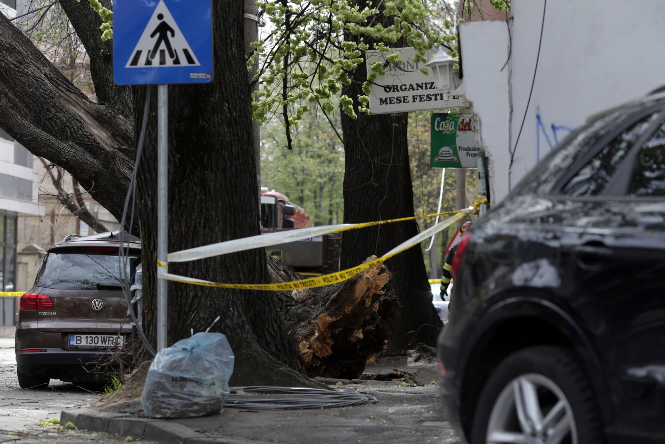 Bilanțul Codului Roșu: trafic blocat pe DN1 din cauza unui copac prăbușit. UPDATE: Un alt copac prăbușit peste o mașină aflată în mers