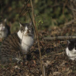 Căsuțe gratuite pentru pisicile fără stăpân în Ilfov