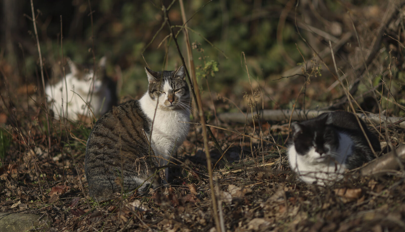 Sector 2 | Căsuțe pentru pisici, prin programul „Blănoșii în siguranță”. FOTO: FOTO: Inquam Photos / Octav Ganea