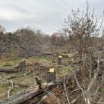 Imagini cu tăierile ilegale din IOR, proiectate în zona retrocedată. Programul evenimentului artistic din 26 octombrie. Foto: Arhivă via Cătălin Anghel-Dimache
