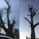 Liber la „toaletare” pentru primăriile de sector. Foto: FB/ Fundația Eco Civica