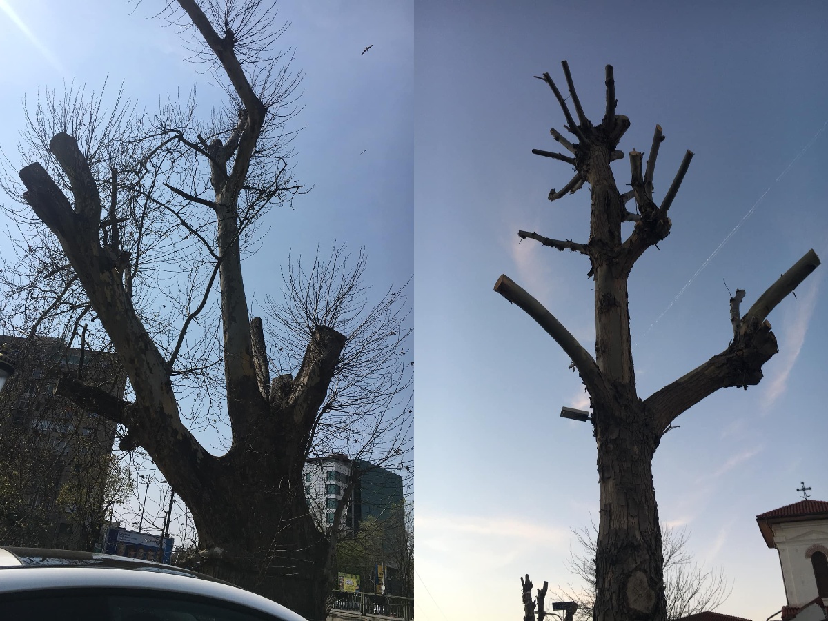 Primăriile pot toaletă arborii fără aprobat de la Direcția de Mediu. Cine a votat acest lucru?