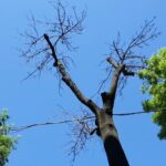 DGASPC Sector 1 a cumpărat sute de copaci cu peste 50.000 de euro. Registrul Verde încă nu există