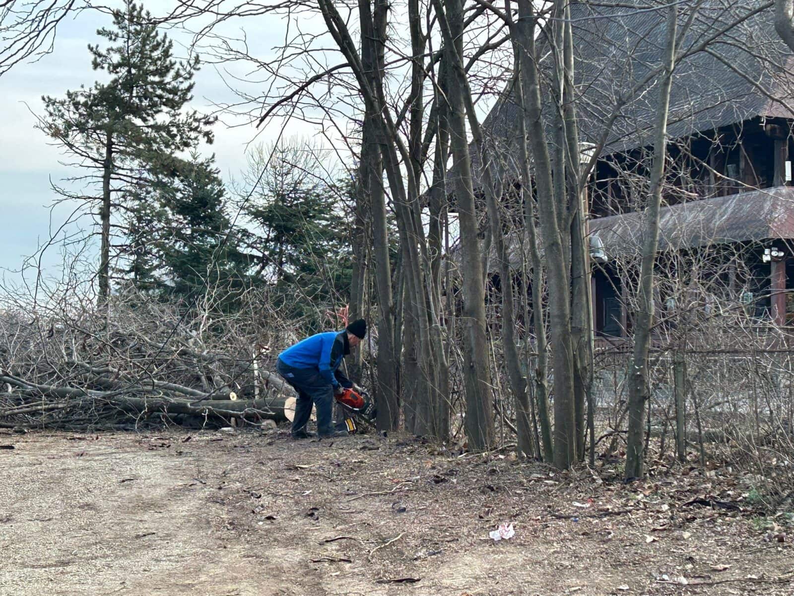 „Partidul lui Piedone” a propus amenzi mai mici pentru firmele care defrișează ilegal. Consilierii generali au fost de acord. Primăriile au liber la „toaletare” pe timpul iernii. Foto: Arhivă via Cătălin Anghel-Dimache