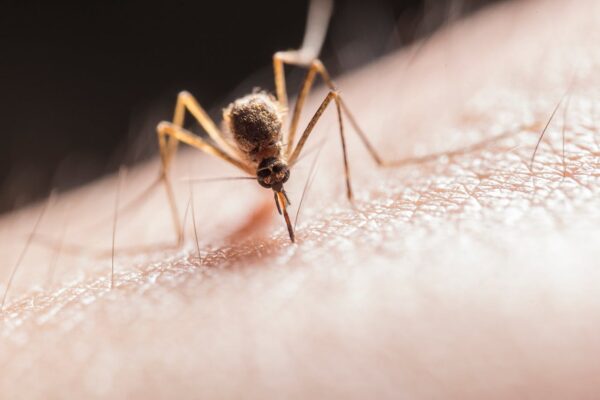 infectare cu virusul West Nile