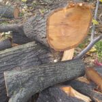 Tăierile ilegale din Sectorul 3 continuă, pe un fost teren al Mariei Cocoru. Foto: Aici a fost o pădure