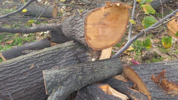 Tăierile ilegale din Sectorul 3 continuă, pe un fost teren al Mariei Cocoru. Foto: Aici a fost o pădure