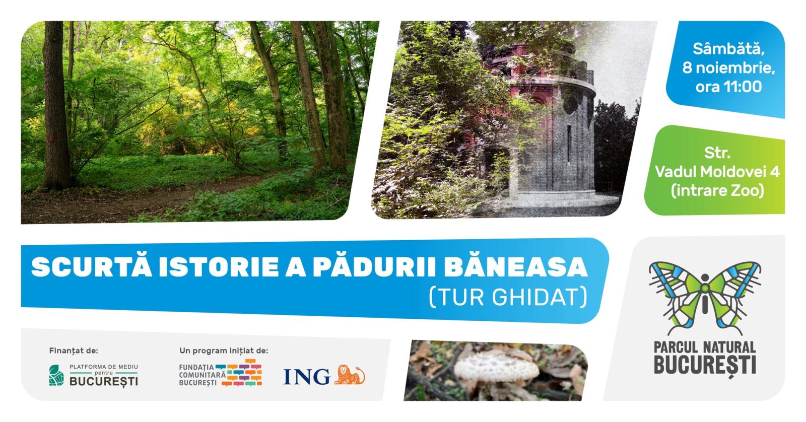 Tur ghidat prin Pădurea Băneasa: istorie, mituri și biodiversitate