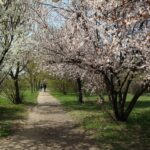 Consultare publică pentru parcurile din Sectorul 3. Societatea civilă acuză primăria că ține planurile de modernizare la secret. Foto: Grupul de Inițiativă Civică IOR - Titan