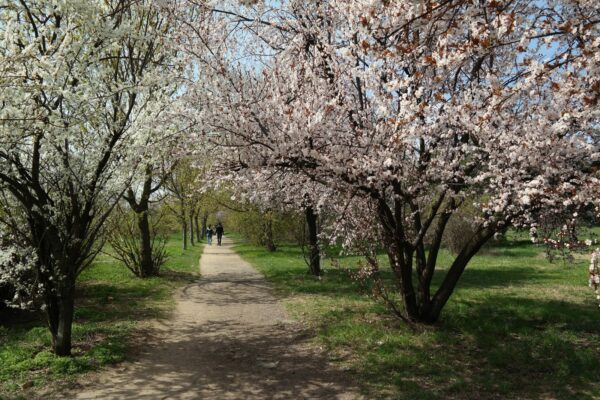 Consultare publică pentru parcurile din Sectorul 3. Societatea civilă acuză primăria că ține planurile de modernizare la secret. Foto: Grupul de Inițiativă Civică IOR - Titan