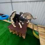 ASPA | Loc nou de joacă, la adăpostul de la Mihăilești. FOTO: ASPA