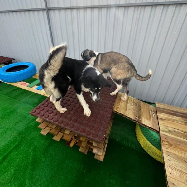 ASPA | Loc nou de joacă, la adăpostul de la Mihăilești. FOTO: ASPA