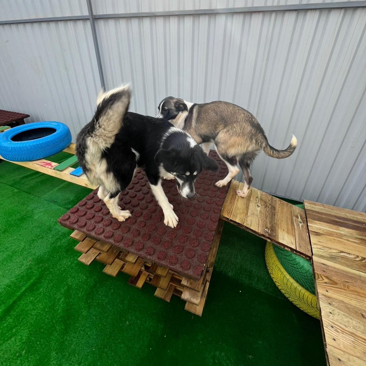 ASPA | Loc nou de joacă, la adăpostul de la Mihăilești. FOTO: ASPA