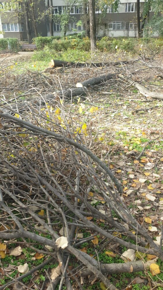 Tăierile ilegale din Sectorul 3