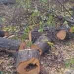 Protest împotriva tăierilor ilegale din Sectorul 3: „Vrem lege aplicată și sfârșitul mafiei imobiliare!”/ „Aici a fost o pădure/ aici ar putea fi pădure”