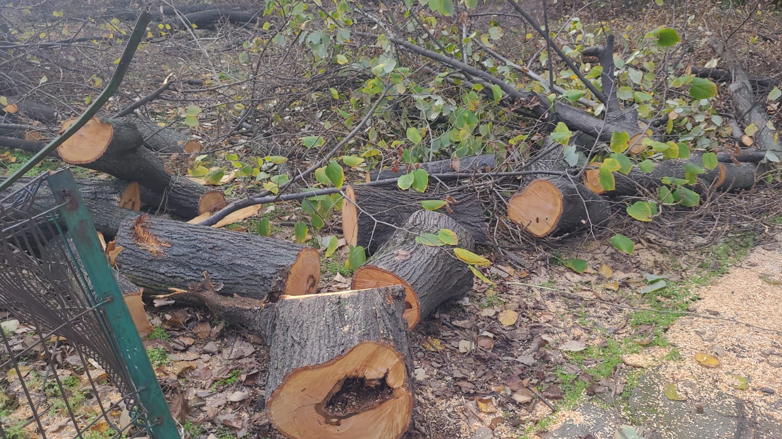 Amenzi de 50.000 euro pentru tăierile ilegale de pe Bulevardul Nicolae Grigorescu. Foto: Aici a fost o pădure/ aici ar putea fi o pădure