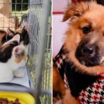 ASPA ultimul târg de adopții din 2025