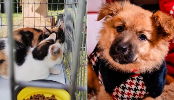 ASPA ultimul târg de adopții din 2025