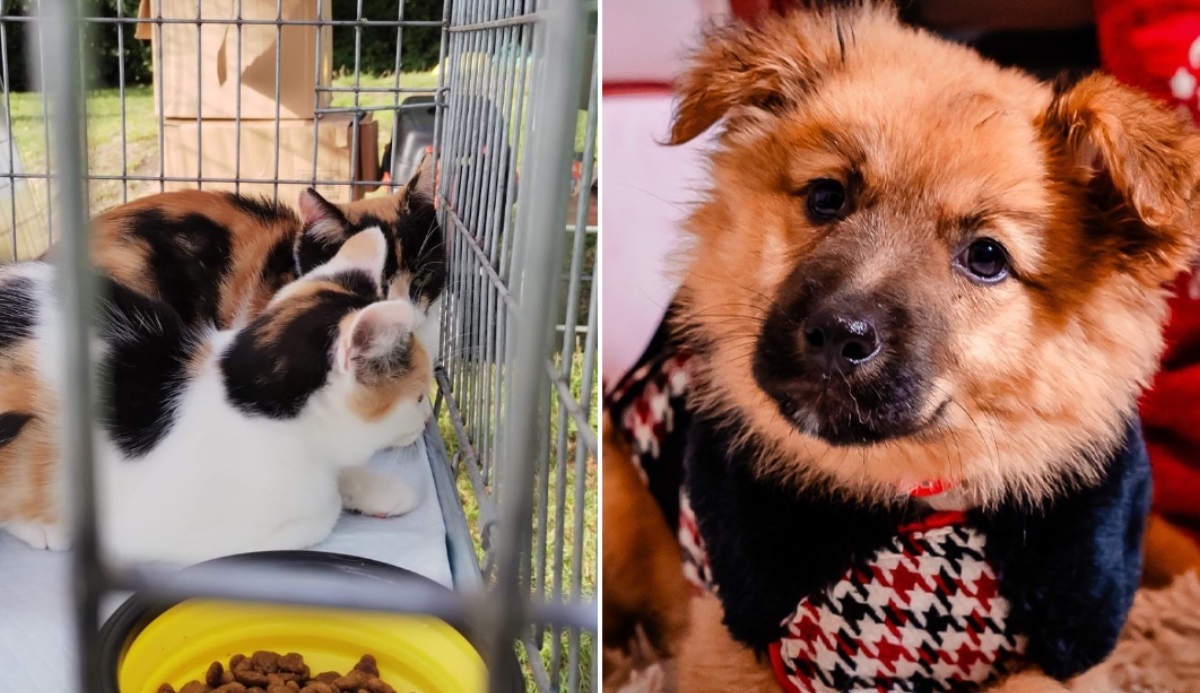 ASPA ultimul târg de adopții din 2025