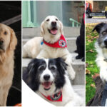 Brigada de intervenții canine a Capitalei Adevărata Patrulă a Cățelușilor Clubul Câinilor Utilitari