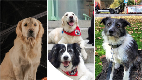 Brigada de intervenții canine a Capitalei Adevărata Patrulă a Cățelușilor Clubul Câinilor Utilitari