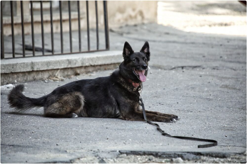 brigada de intervenții canine