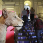 Program special la Muzeul „Grigore Antipa” în perioada 29 noiembrie - 1 decembrie. Când poate fi vizitat | FOTO: Inquam Photos / Octav Ganea