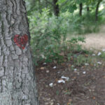 Primăria Sectorului 5, amendată pentru tăieri de copaci și distrugerea spațiilor verzi. Foto: Inquam Photos / George Călin