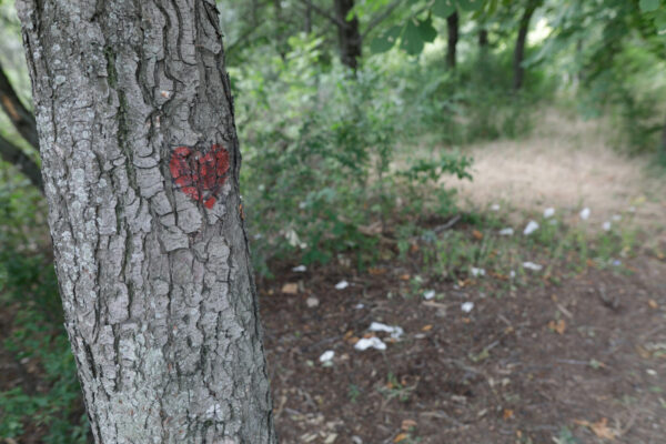 Primăria Sectorului 5, amendată pentru tăieri de copaci și distrugerea spațiilor verzi. Foto: Inquam Photos / George Călin