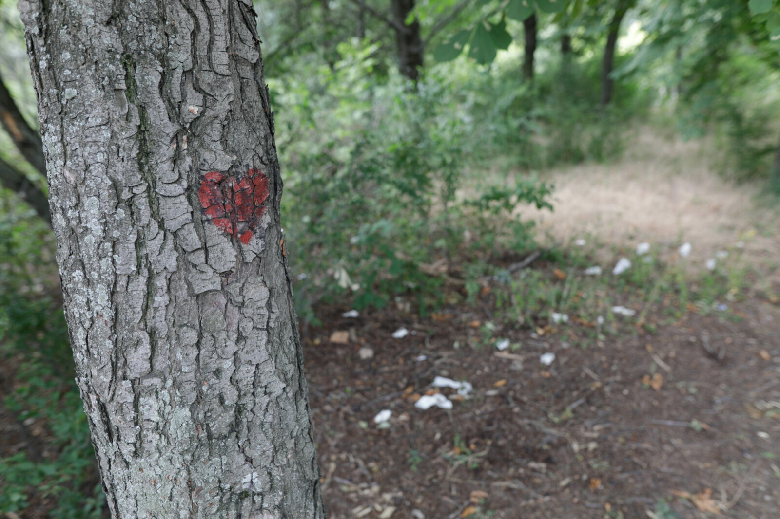 Primăria Sectorului 5, amendată pentru tăieri de copaci și distrugerea spațiilor verzi. Foto: Inquam Photos / George Călin