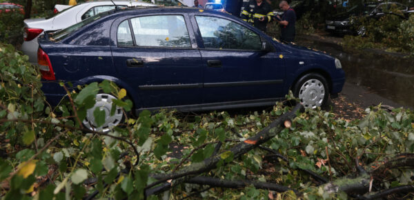 Sector 5 noi reguli mașinile avariate de arbori