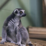 Tarifele de intrare în Grădina Zoologică ar putea crește. Majorarea, în mâna consilierilor generali | FOTO: Inquam Photos / George Călin